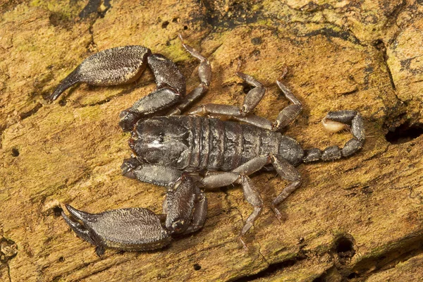 Scorpion Drewna Liocheles Hemiscopiidae Manutripura Stanu Indii — Zdjęcie stockowe