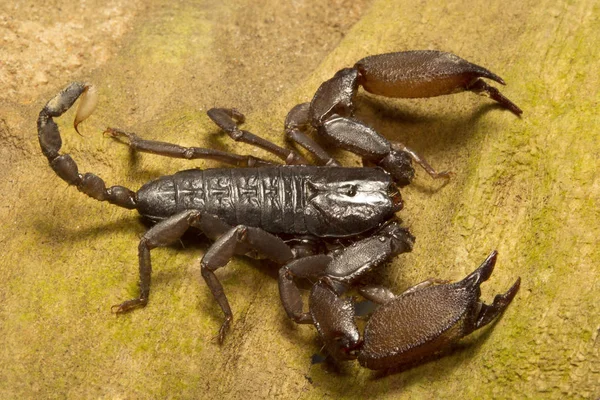 Деревянный Скорпион Lioheces Hemiscopiidae Индийский Штат Тришна Трипура — стоковое фото