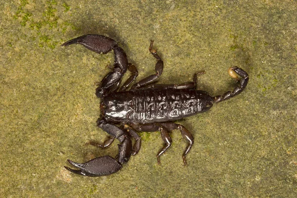 Ξύλο Scorpion Liocheles Hemiscopiidae Trishna Tripura Κράτος Της Ινδίας — Φωτογραφία Αρχείου