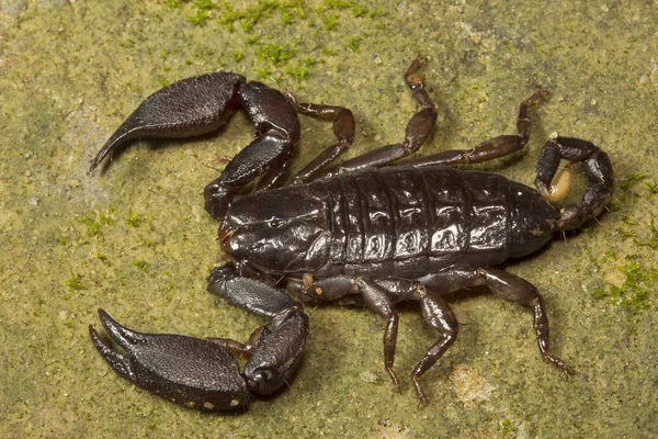 Wood Scorpion Liocheles Hemiscopiidae Trishna Tripura State India — Stock Photo, Image