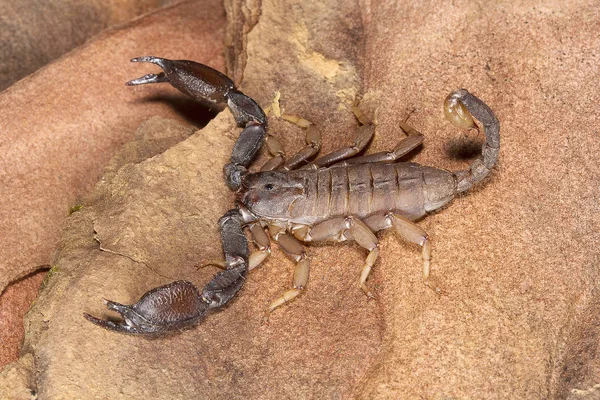 Akrep Scorpiops Pachmarhicus Euscorpiidae Madhya Pradesh Hindistan Devlet — Stok fotoğraf