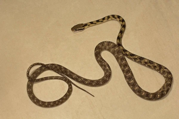 Cat Snake Boiga Colubridae Manutripura State India — Stock Photo, Image