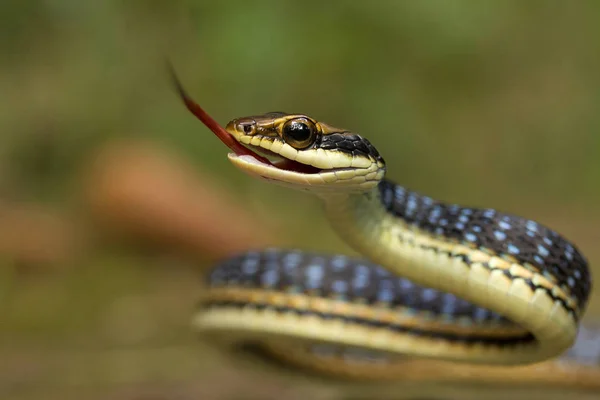 Kelet Bronzeback Dendrelaphis Proarchos Colubridae Péter Tripura Állam Indiai — Stock Fotó