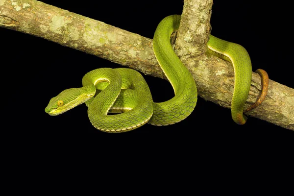 Červené Tailed Zmiji Trimeresurus Erythrurus Viperidae Gumti Tripura Státu Indie — Stock fotografie