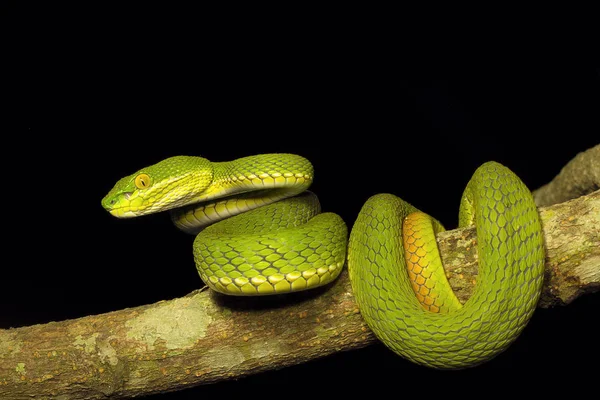 Краснохвостая Гадюка Trimeresurus Erythrurus Viperidae Gumti Tripura State India — стоковое фото