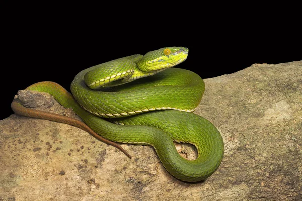 Víbora Cauda Vermelha Trimeresurus Erythrurus Viperidae Gurjee Tripura Índia — Fotografia de Stock