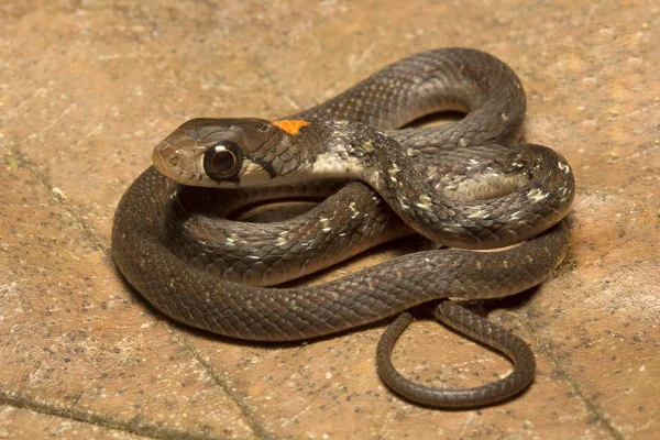 Rhabdophis Himalayanus Rhabdophis Himalayanus Colubridae Trishna Tripura Índia — Fotografia de Stock