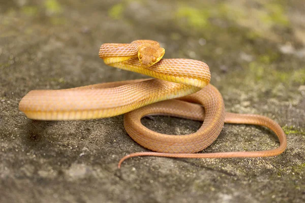 Serpent Fauve Chat Boiga Ochracea Colubridae Gumti État Tripura Inde — Photo