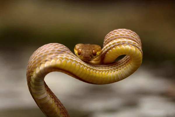 Tawny cat snake, Boiga ochracea, Colubridae, Gumti, Tripura state of India