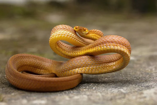 Serpent Fauve Chat Boiga Ochracea Colubridae Gumti État Tripura Inde — Photo