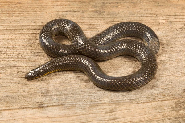 Uropeltis Ellioti Uropeltis Uropeltidae Nandi Hill Karnataka Állam India — Stock Fotó