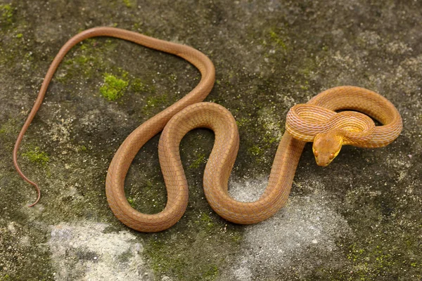 Serpent Chat Images Libres De Droit Photos De Serpent Chat Depositphotos