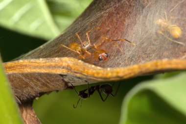 Karınca kopyalama örümcek, Myrmarachne sp, Salticidae Bangalore Hindistan