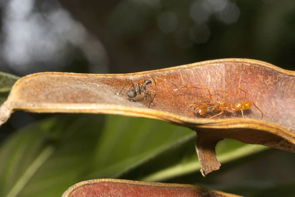Ameise Imitiert Spinne Und Ameisenkäfer Myrmarachne Salticidae Bangalore Indien — Stockfoto