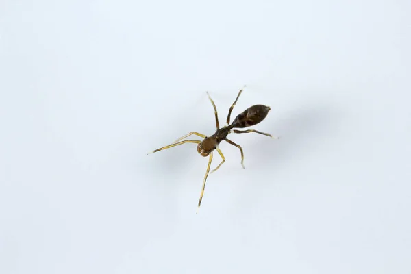 Karınca Kopyalama Örümcek Myrmarachne Salticidae Bangalore Hindistan — Stok fotoğraf