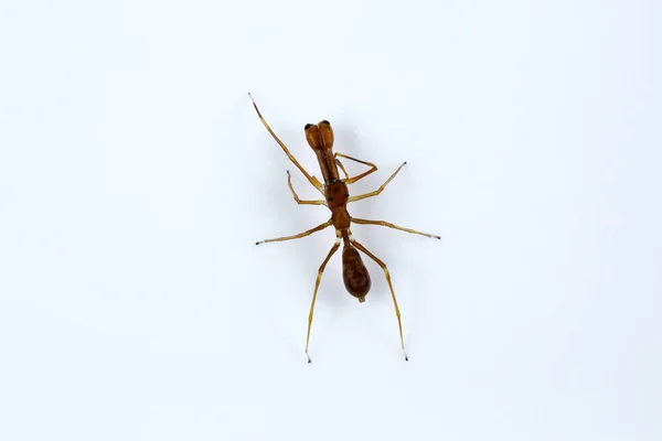 Karınca Taklit Eden Örümcek Myrmarachne Salticidae Bangalore Hindistan — Stok fotoğraf