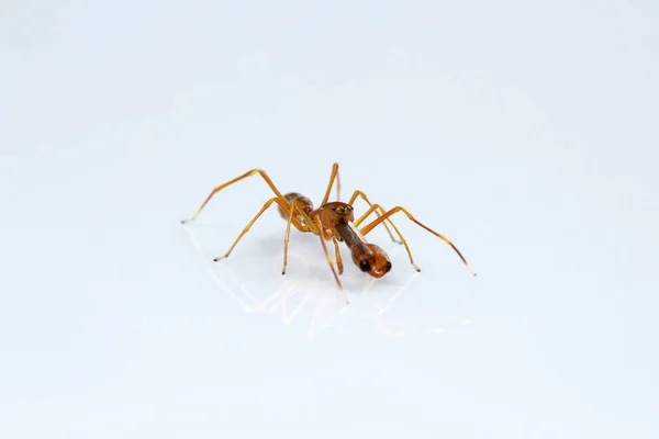 Ant Naśladowanie Pająk Myrmarachne Salticidae Bangalore Indie — Zdjęcie stockowe