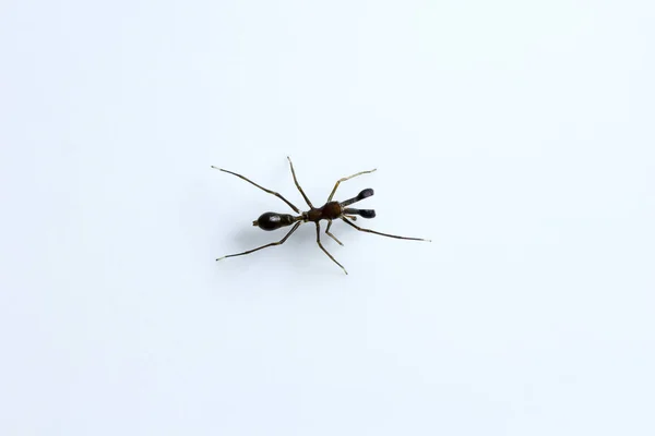 Hormiga Imitando Araña Myrmarachne Salticidae Bangalore India — Foto de Stock