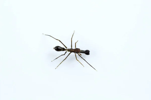 Karınca Taklit Eden Örümcek Myrmarachne Salticidae Bangalore Hindistan — Stok fotoğraf