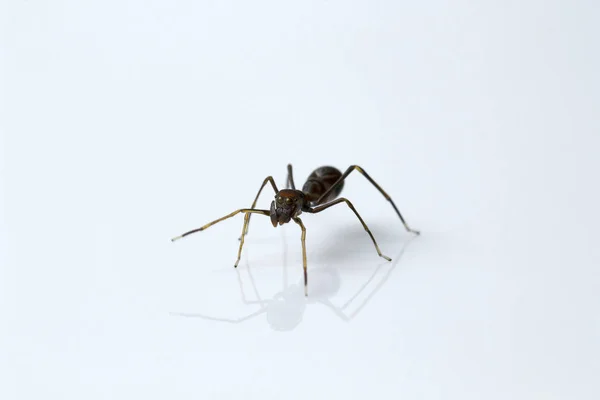 Formiga Imitando Aranha Myrmarachne Salticidae Bangalore Índia — Fotografia de Stock