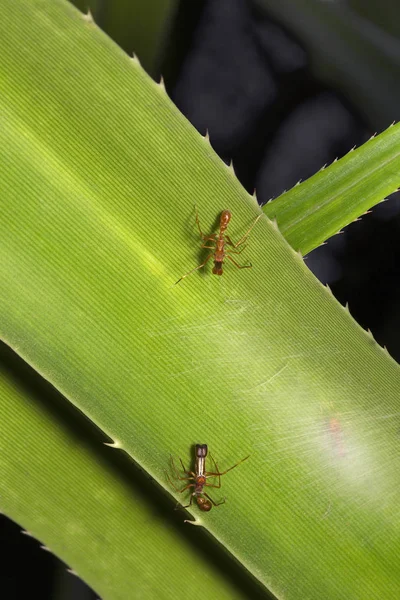 蚂蚁模仿蜘蛛 跳蛛科班加罗尔印度 — 图库照片
