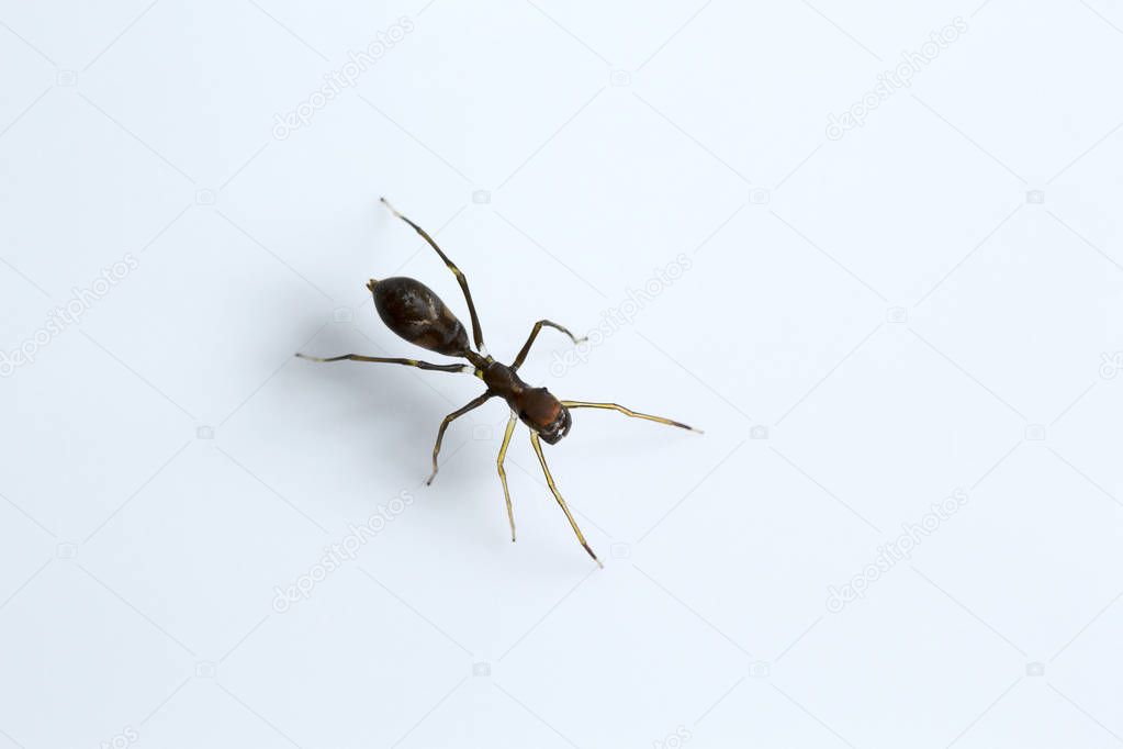 Ant mimicking spider, Myrmarachne sp, Salticidae Bangalore  India