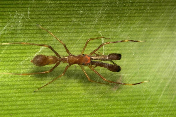 Formiga Imitando Aranha Myrmarachne Salticidae Bangalore Índia — Fotografia de Stock