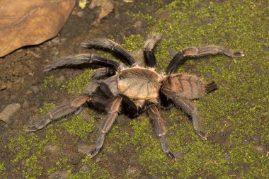 Hint menekşe, Chilobrachys fimbriatus, Tharaphosidae, Aarey süt koloni Mumbai Hindistan