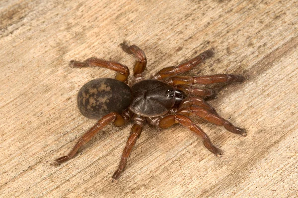 Spazzola Piedi Ragno Tigidia Barychelidae Nandi Collina Karnataka India — Foto Stock