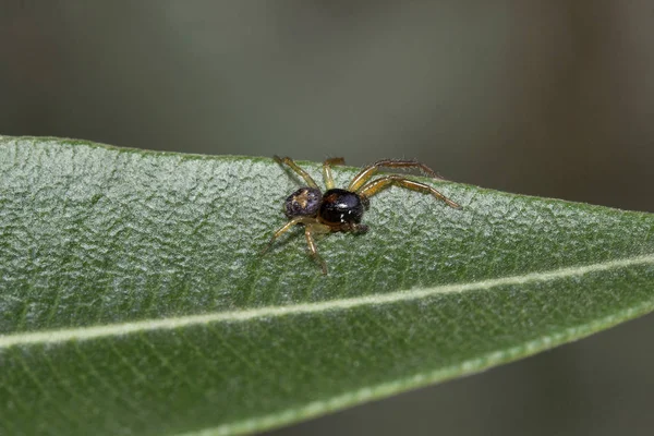 스파이더 Thomisidae 방갈로 클로즈업 — 스톡 사진