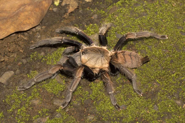 印度紫罗兰 Chilobrachys Fimbriatus Tharaphosidae Aarey 牛奶殖民地印度孟买 — 图库照片