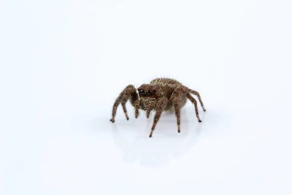 Jumping Αράχνη Plexippus Salticidae Εσωτερική Studio Πυροβόλησε Ινδία — Φωτογραφία Αρχείου