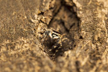Örümcek atlama, Salticidae, Aarey süt koloni Mumbai Hindistan