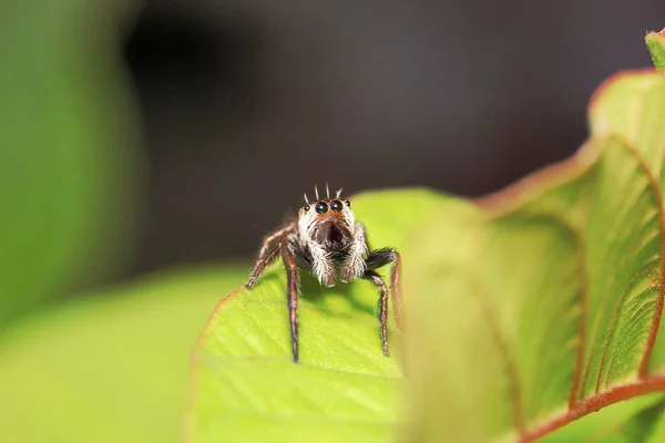 Pająk Skoków Salticidae Agumbe Arrsc Stanu Karnataka Indiach — Zdjęcie stockowe