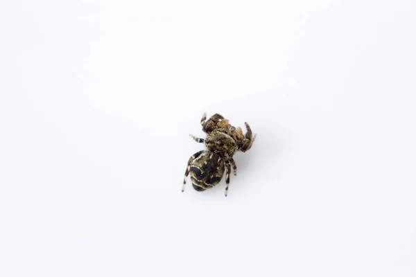 Ugrás Pók Salticidae Fedett Stúdió Felvétel Bangalore India — Stock Fotó