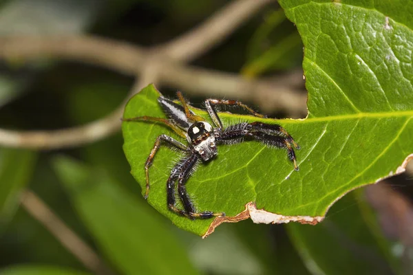 Springen Van Spin Telamonia Dimidiata Springspinnen Agumbe Arrsc Staat Karnataka — Stockfoto