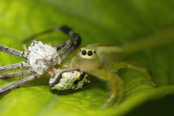 跳跃的蜘蛛 Telamonia Dimidiata 跳蛛科班加罗尔印度 — 图库照片