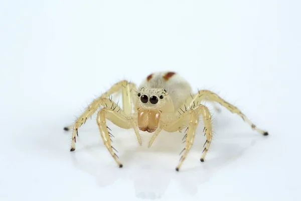 Aranha Salto Telamonia Dimidiata Salticidae Bangalore Índia — Fotografia de Stock