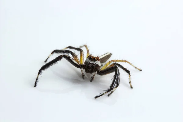 Aranha Salto Telamonia Dimidiata Salticidae Bangalore Índia — Fotografia de Stock