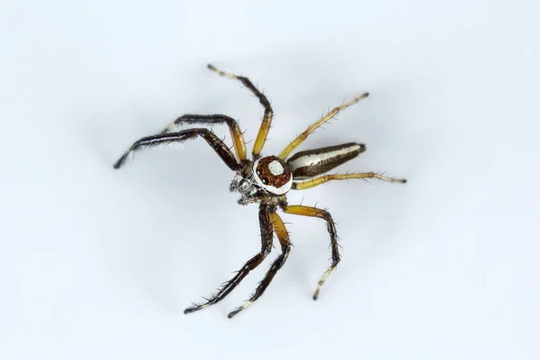 Skákání Pavouk Telamonia Dimidiata Salticidae Bangalore Indie — Stock fotografie