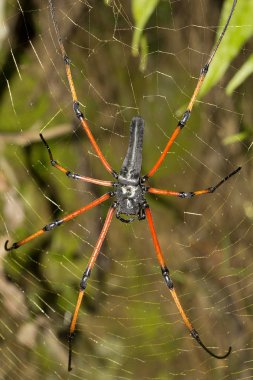 İmza örümcek, Argiope sp, Araneidae: Tripura India