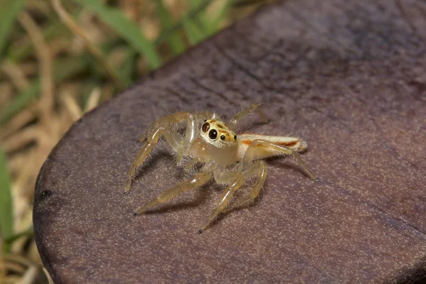 Стрибки Павук Telamonia Dimidiata Salticidae Ncbs Бангалор Індія — стокове фото