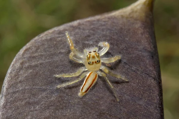 Jumping Spider Telamonia Dimidiata Salticidae Ncbs Bangalore India — Stock Photo, Image