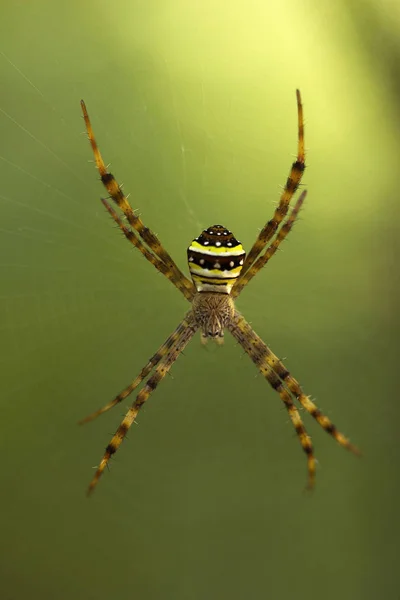Signature Araignée Argiope Araneidae Manutripura Inde — Photo