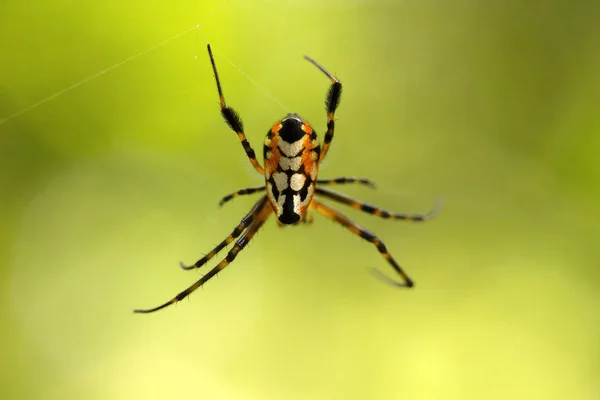 Aranha Leucauge Forma Pêra Opadometa Tetragnathidae Trishna Tripura Índia — Fotografia de Stock