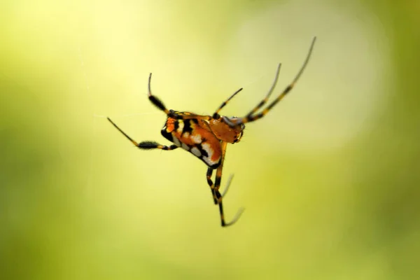 Pear Shaped Leucauge Spider Opadometa Tetragnathidae Trishna Tripura India — Stock Photo, Image