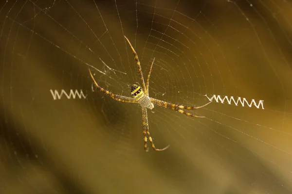 Signature Spider Argiope Araneidae Manutripura Índia — Fotografia de Stock
