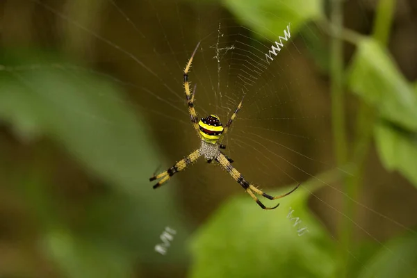 Signature Spider Argiope Araneidae Manutripura India — Stock Photo, Image