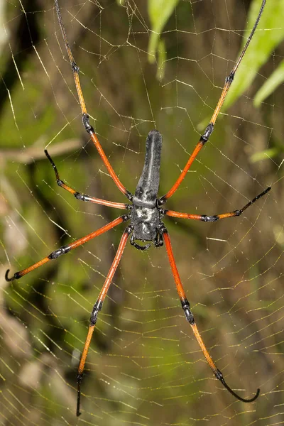 Signature Spider Argiope Araneidae Tripura Índia — Fotografia de Stock