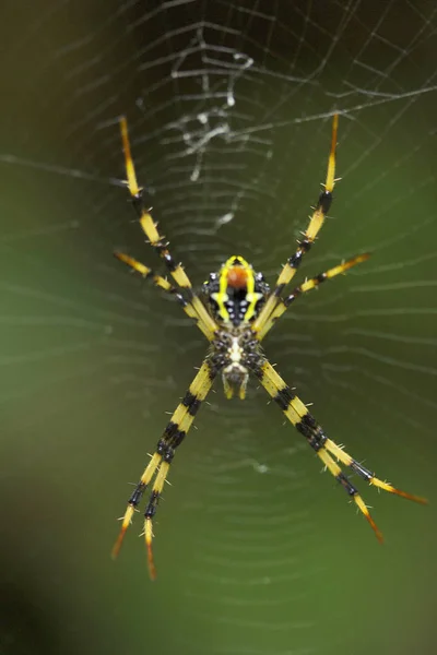 Signature Araignée Argiope Araneidae Gumti Tripura Inde — Photo